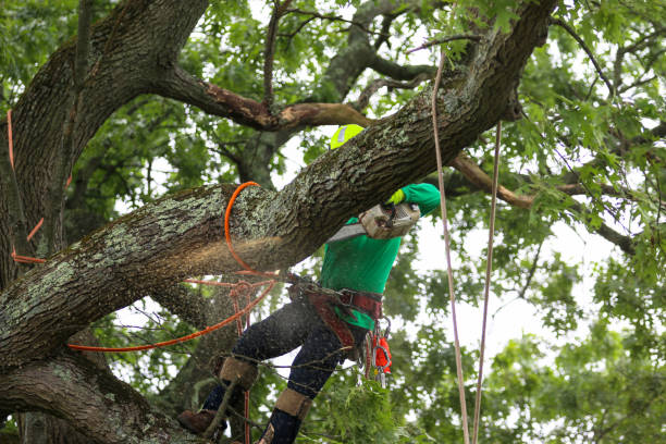 Mulching Services in Burkburnett, TX